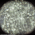 Mikroskop Levenhuk Rainbow 50L PLUS OrangePomeranč